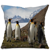 King Penguins, Fortuna Bay, South Georgia Pillows 60778802