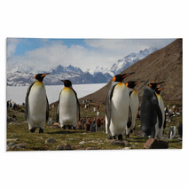 King Penguins, Fortuna Bay, South Georgia Rugs 60778802