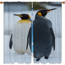 King Penguins Window Curtains 59245464