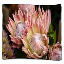 King Protea Blankets 54401537