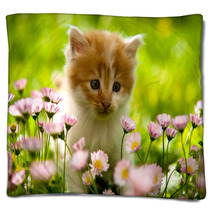 Kitten Blankets 41405868