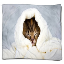 Kitten Closed In Towel Blankets 51849935