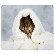 Kitten Closed In Towel Rugs 51849935