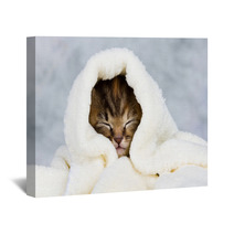 Kitten Closed In Towel Wall Art 51849935