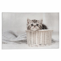 Kitten In A Basket Rugs 58065169