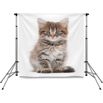 Kitten On A White Background Backdrops 60638523