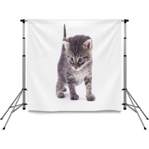 Kitten On A White Background. Backdrops 66326700