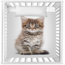 Kitten On A White Background Nursery Decor 60638523