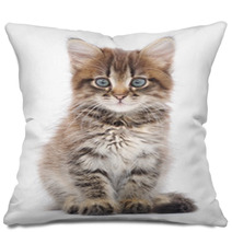 Kitten On A White Background Pillows 60638523