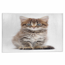Kitten On A White Background Rugs 60638523