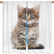 Kitten On A White Background Window Curtains 60638523
