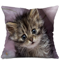 Kitten Pillows 45051063