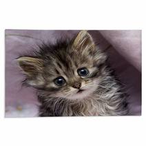Kitten Rugs 45051063