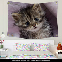Kitten Wall Art 45051063