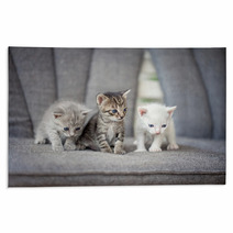 Kittens Rugs 61812792