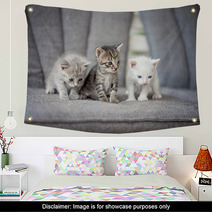 Kittens Wall Art 61812792