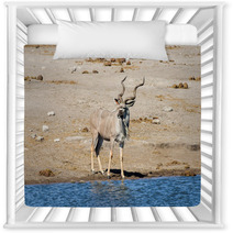 Kudu - Etosha, Namibia Nursery Decor 93155434