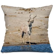 Kudu - Etosha, Namibia Pillows 93155434