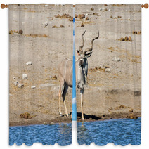 Kudu - Etosha, Namibia Window Curtains 93155434