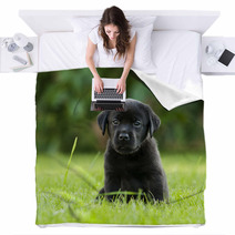 Labrador Puppy Blankets 67173723