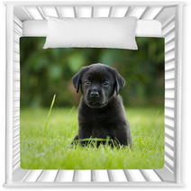 Labrador Puppy Nursery Decor 67173723