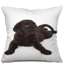 Labrador Puppy Pillows 59056303