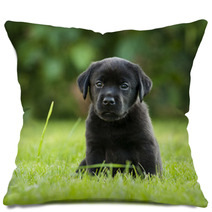 Labrador Puppy Pillows 67173723