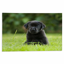 Labrador Puppy Rugs 67173723