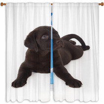 Labrador Puppy Window Curtains 59056303