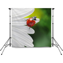 Ladybird On Camomile Flower Backdrops 49669317