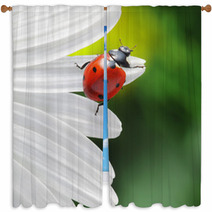Ladybird On Camomile Flower Window Curtains 49669317