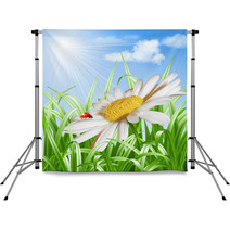 Ladybird On Daisy Flower Vector Backdrops 52534164
