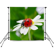 Ladybug Backdrops 51650752