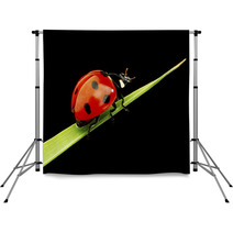 Ladybug Isolated On Black Backdrops 51365335
