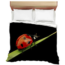 Ladybug Isolated On Black Bedding 51365335