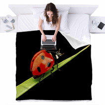 Ladybug Isolated On Black Blankets 51365335