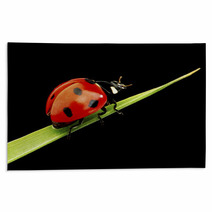 Ladybug Isolated On Black Rugs 51365335
