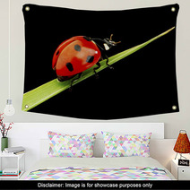 Ladybug Isolated On Black Wall Art 51365335
