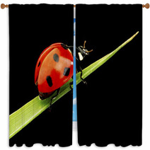 Ladybug Isolated On Black Window Curtains 51365335