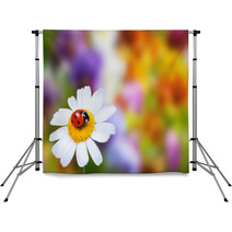 Ladybug On Daisy Flower Backdrops 67152044
