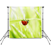 Ladybug On Grass Backdrops 52036108