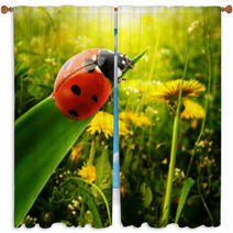 Ladybug Sunlight On The Field Window Curtains 51032157
