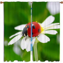 Ladybug Window Curtains 51650752