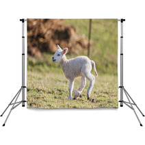 Lamb Backdrops 62596564