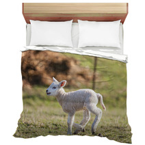 Lamb Bedding 62596564