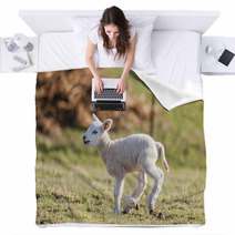 Lamb Blankets 62596564
