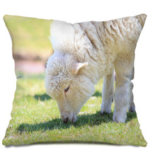 Lamb grazing Pillows 67025826
