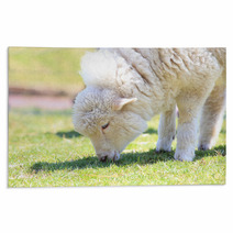 Lamb grazing Rugs 67025826