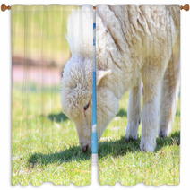 Lamb grazing Window Curtains 67025826