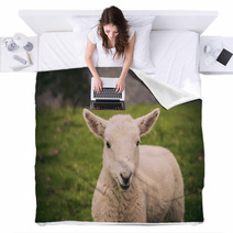 Lamb In Neist Point Fields, Isle Of Skye, Scotland Blankets 91563337